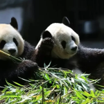 Công viên Gấu Trúc - “Ngôi nhà thiên đường” cho gấu trúc