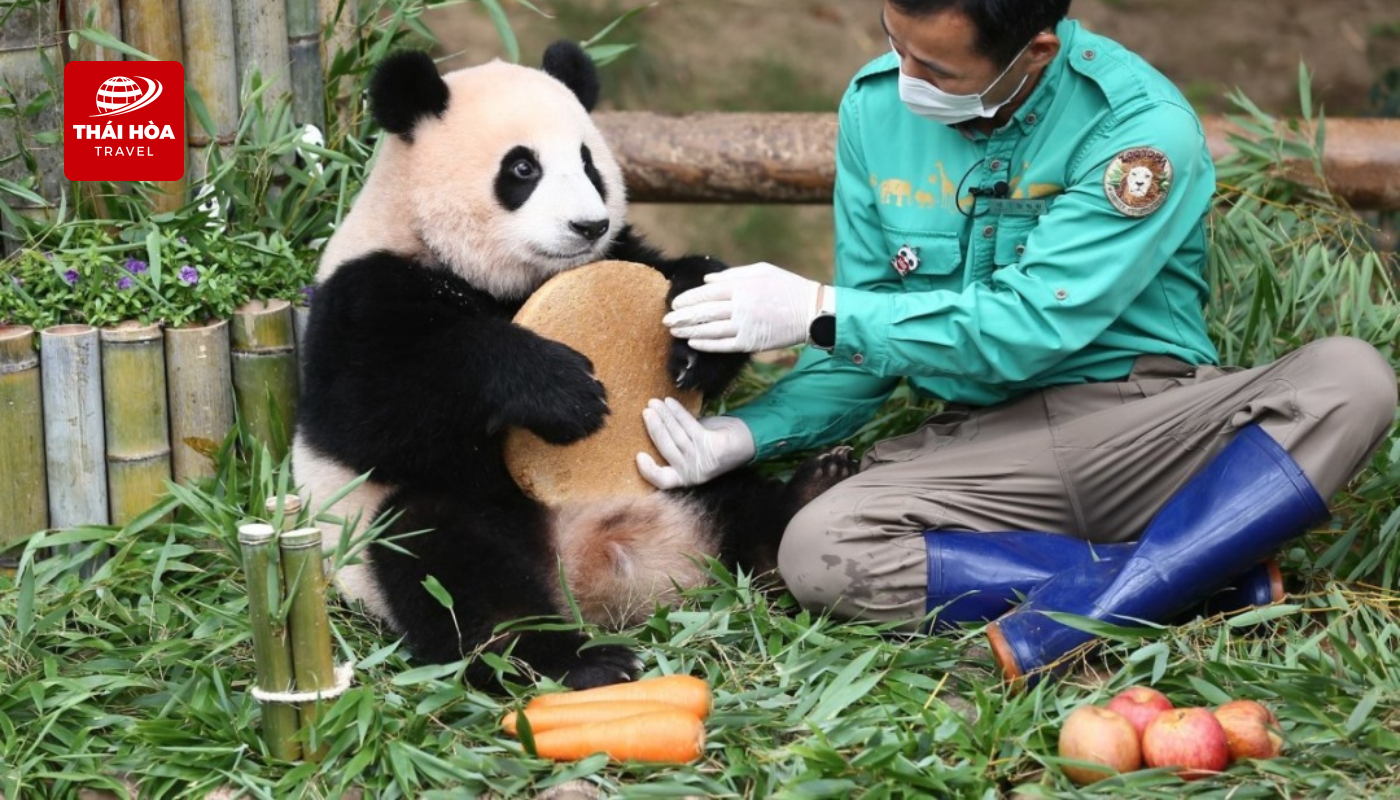 Công viên Gấu Trúc - “Ngôi nhà thiên đường” cho gấu trúc