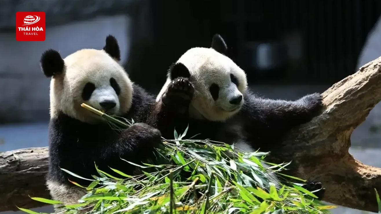 Công viên Gấu Trúc - “Ngôi nhà thiên đường” cho gấu trúc