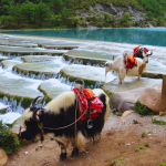 Lam Nguyệt Cốc - Bạch Thủy Hà