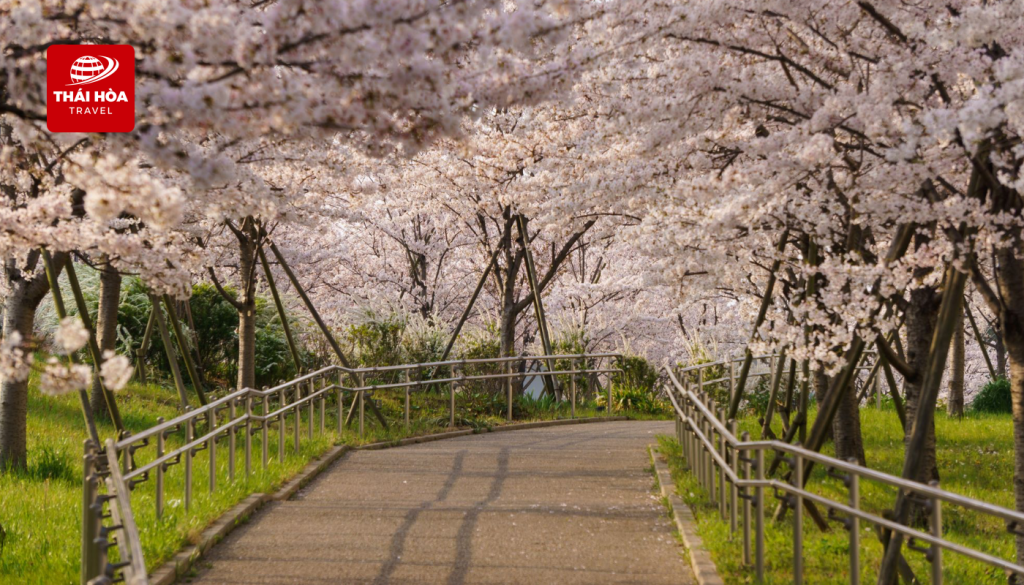 Komatsugawa Senbonzakura - Nơi hàng nghìn cây anh đào nở rộ