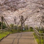 Komatsugawa Senbonzakura - Nơi hàng nghìn cây anh đào nở rộ