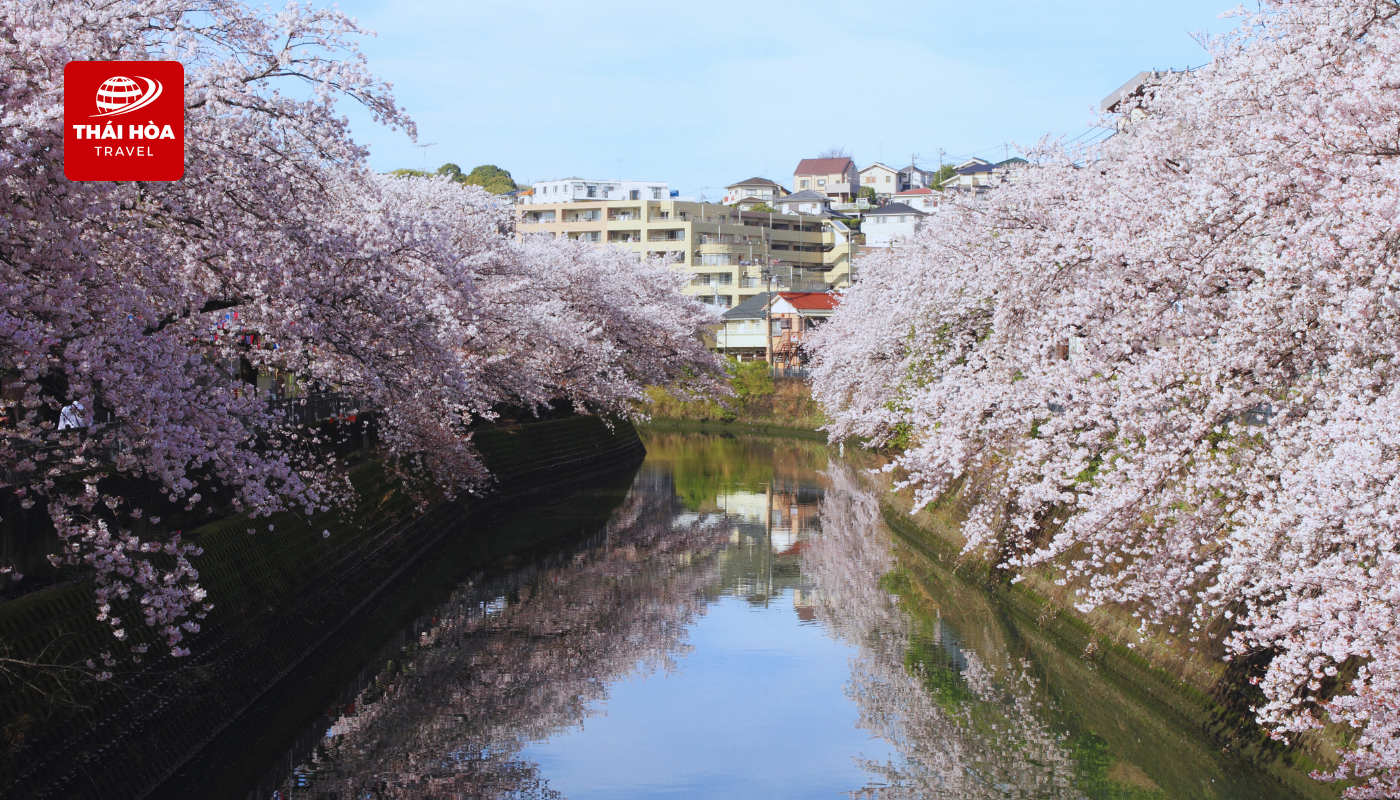 Komatsugawa Senbonzakura - Nơi hàng nghìn cây anh đào nở rộ