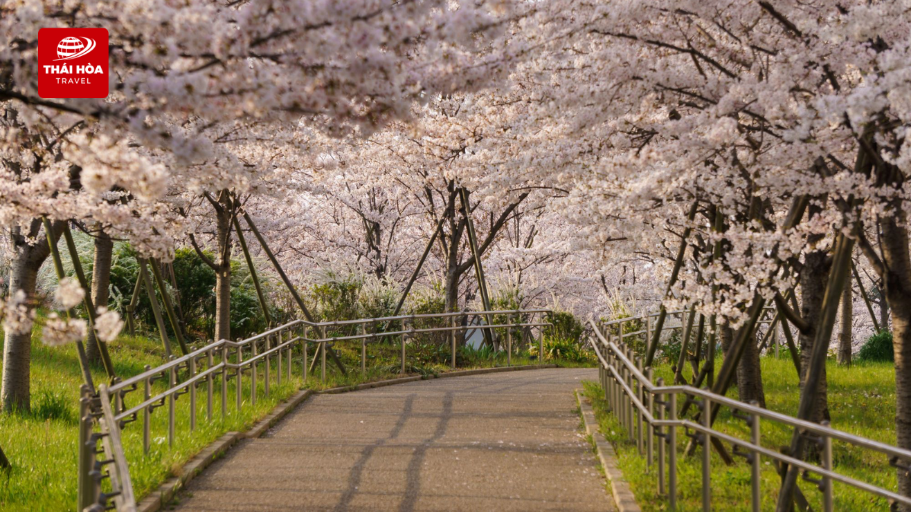 Komatsugawa Senbonzakura - Nơi hàng nghìn cây anh đào nở rộ