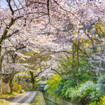 Con đường gắn liền với tên tuổi của triết gia Nishida Kitaro