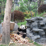 Công viên Gấu Trúc Trùng Khánh