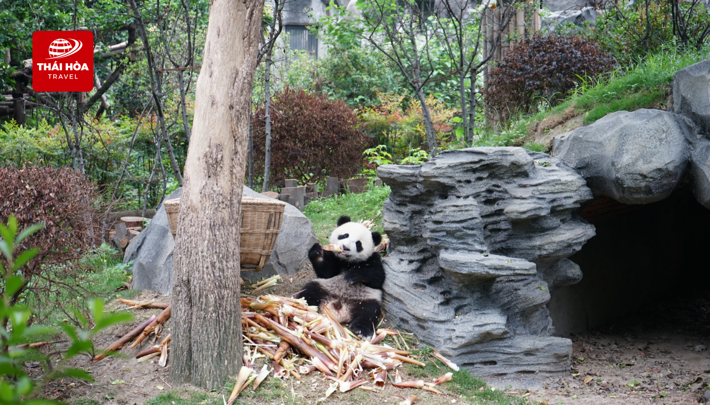 Công viên Gấu Trúc Trùng Khánh