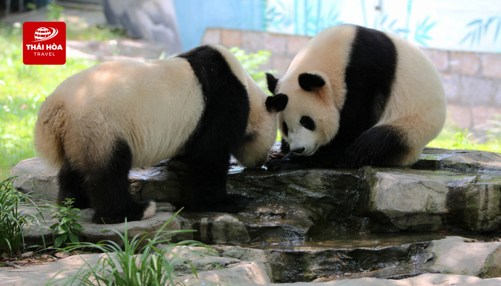 Công viên Gấu Trúc Trùng Khánh