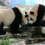 Công viên Gấu Trúc Trùng Khánh