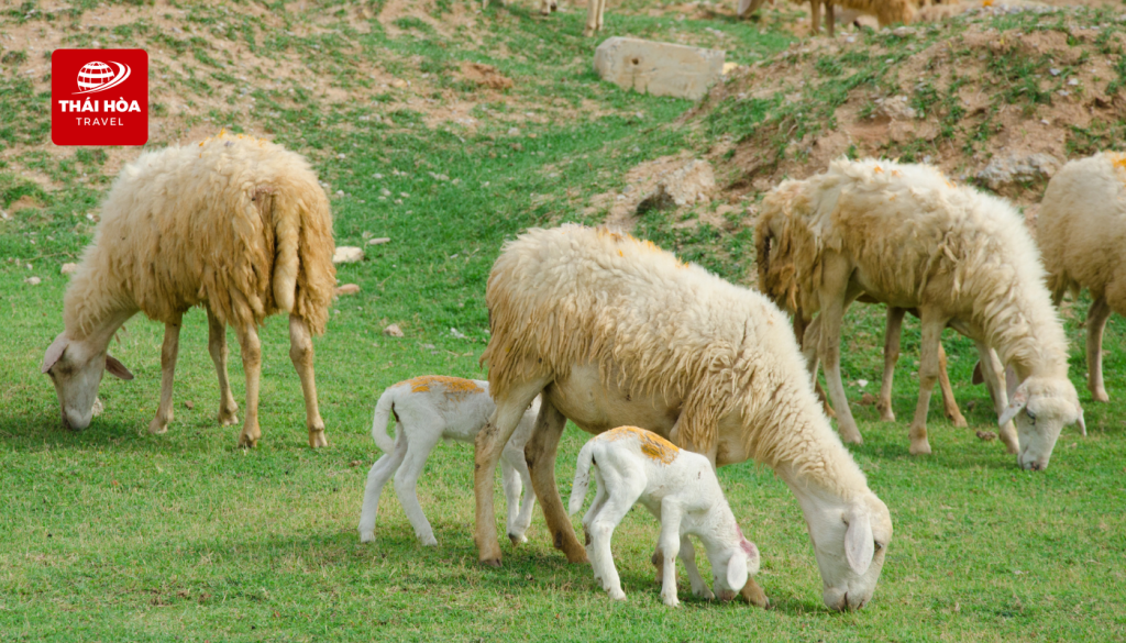 Đồng Cừu Ninh Thuận