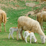 Đồng Cừu Ninh Thuận