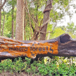 Khám phá khu rừng nhiệt đới tại Minera Forest