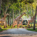 Vinpearl Safari - Công viên chăm sóc và bảo tồn động vật bán hoang dã lớn nhất Việt Nam.