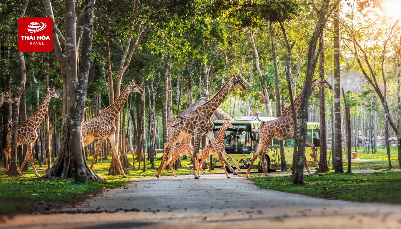 Vinpearl Safari - Công viên chăm sóc và bảo tồn động vật bán hoang dã lớn nhất Việt Nam.