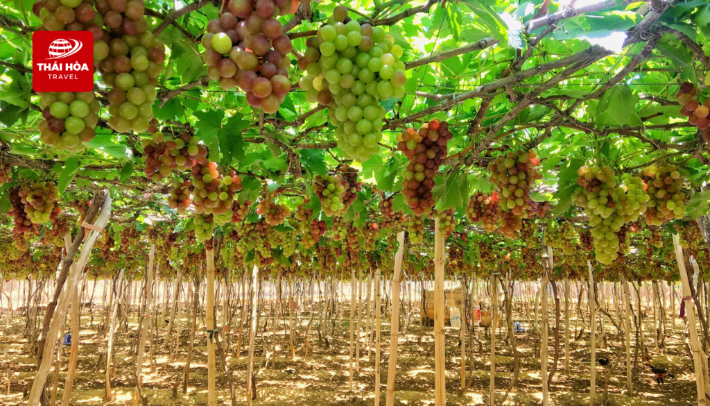 Vườn Nho Ninh Thuận