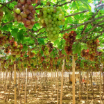 Vườn Nho Ninh Thuận