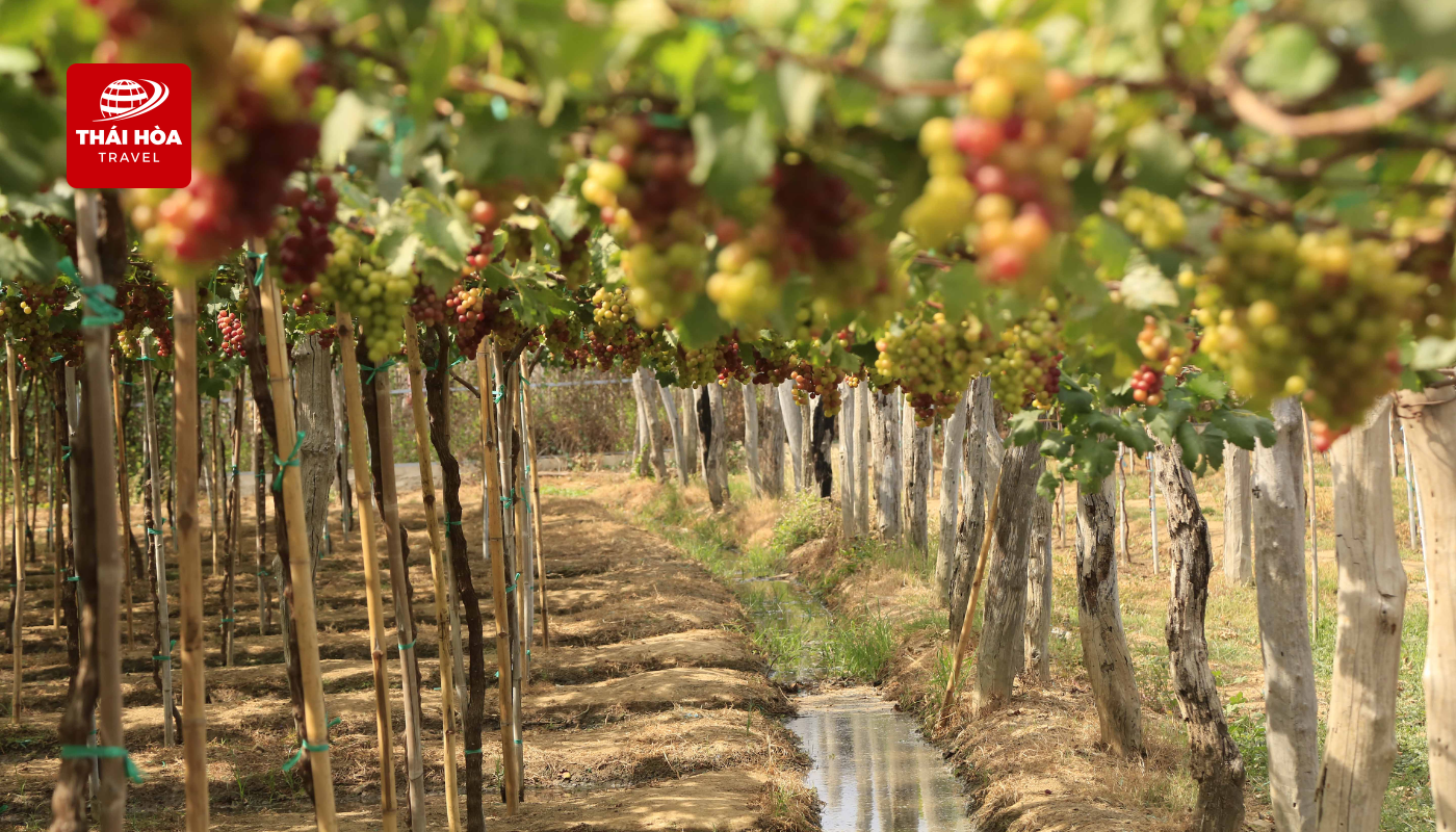 Quý khách tự tay hái và thưởng thức nho tại vườn