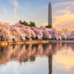 Hồ Tidal Basin: Hồ nước nhân tạo rộng lớn và thơ mộng