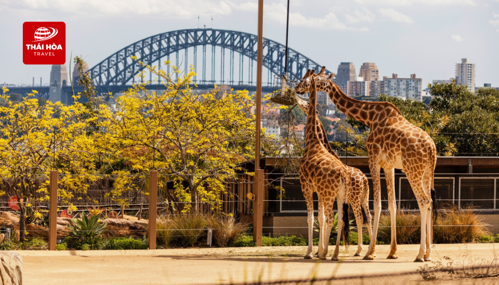Sydney Zoo