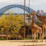 Sydney Zoo