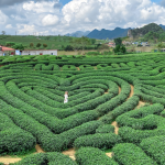 Đồi Chè Trái Tim