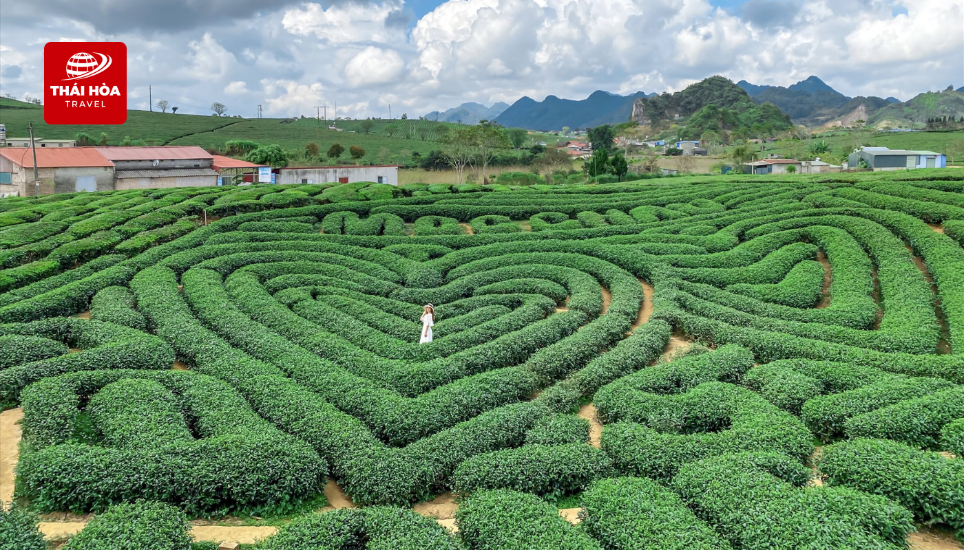 Đồi Chè Trái Tim