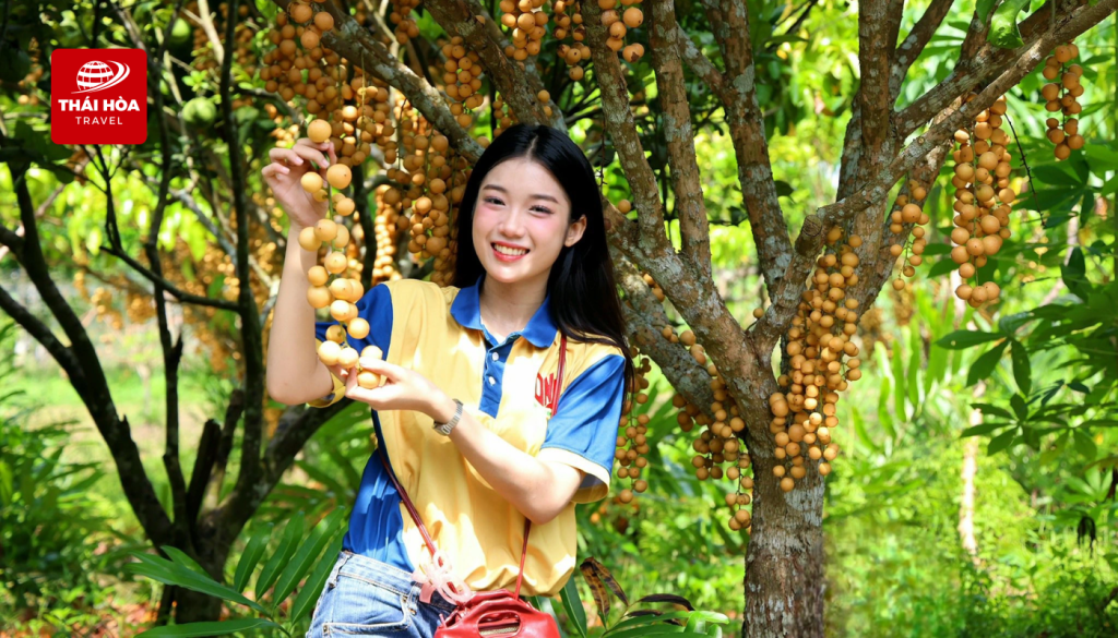 Quý khách có thể tự tay hái thưởng thức các loại trái cây