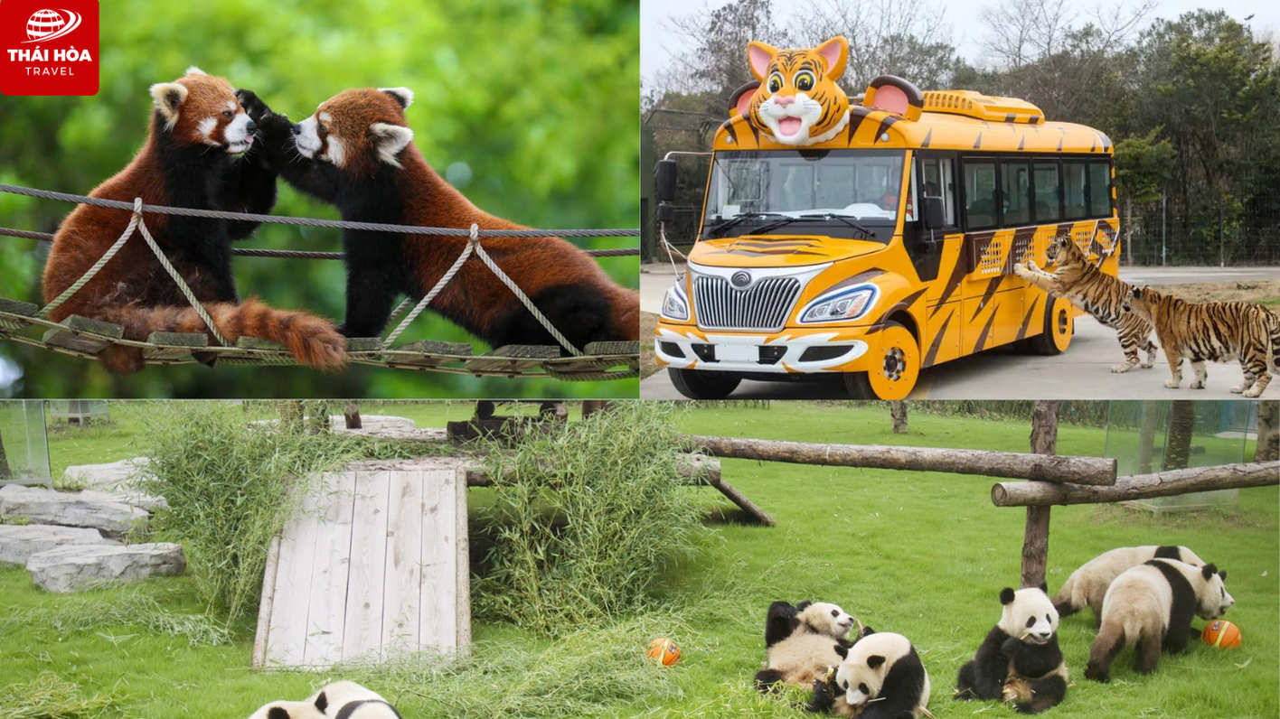 Kinh nghiệm du lịch Thượng Hải chi tiết cho người mới 13 Hình ảnh động vật hoang dã ở công viên Safari Thượng Hải (Trung Quốc)