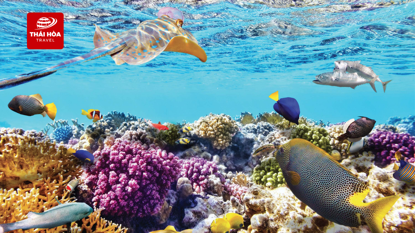 Khung cảnh dưới nước của Đảo San Hô Coral tại Thái Lan